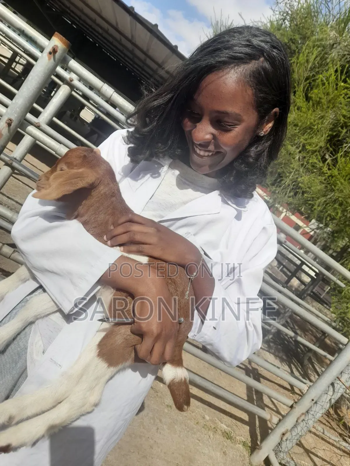 Doctor of Animal(Vet)