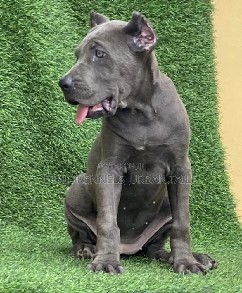 1-3 months Male Purebred Cane Corso