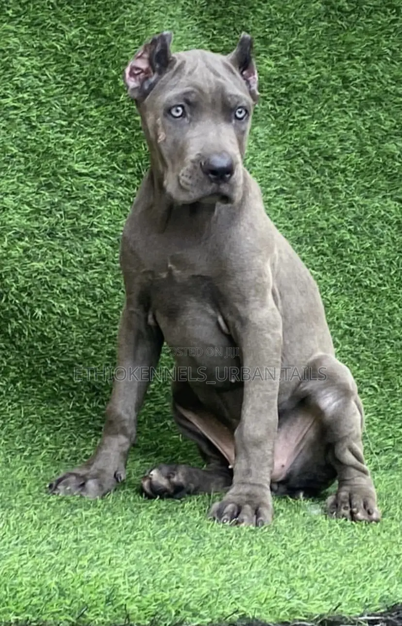 1-3 months Male Purebred Cane Corso