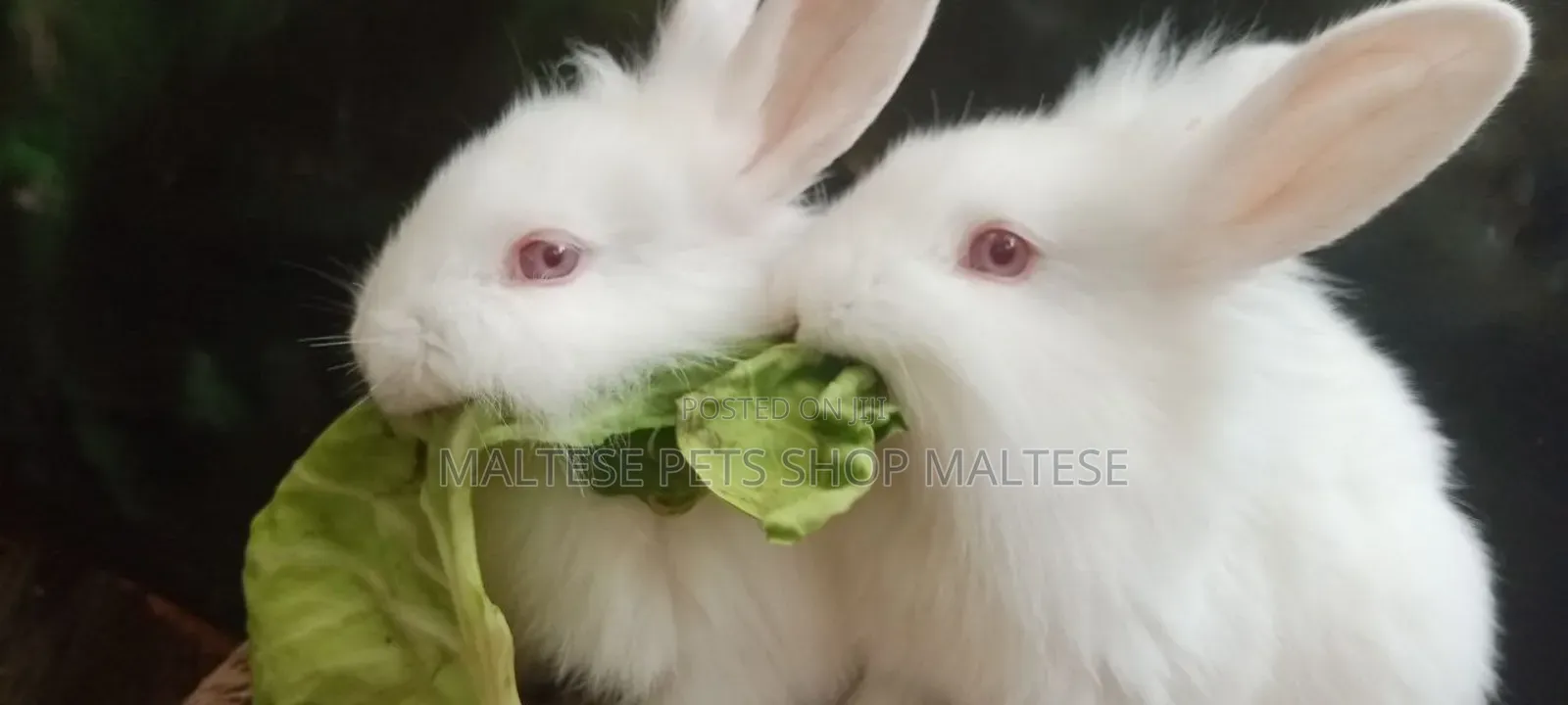 Rrabbit for Sale