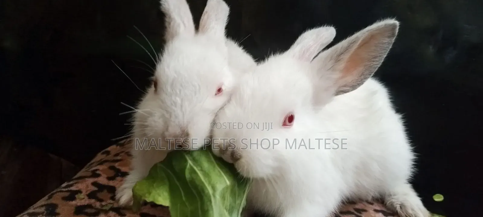 Rrabbit for Sale
