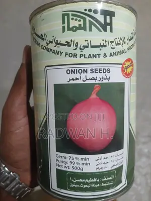 Premium Red Onion Seeds – 500g High Germination