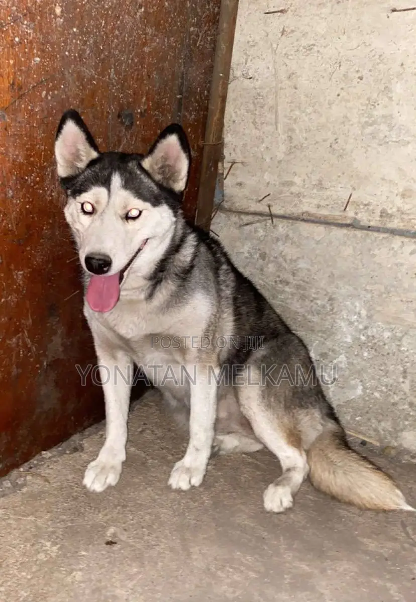 1+ year Female Purebred Siberian Husky