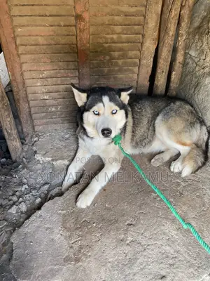 1+ year Female Purebred Siberian Husky