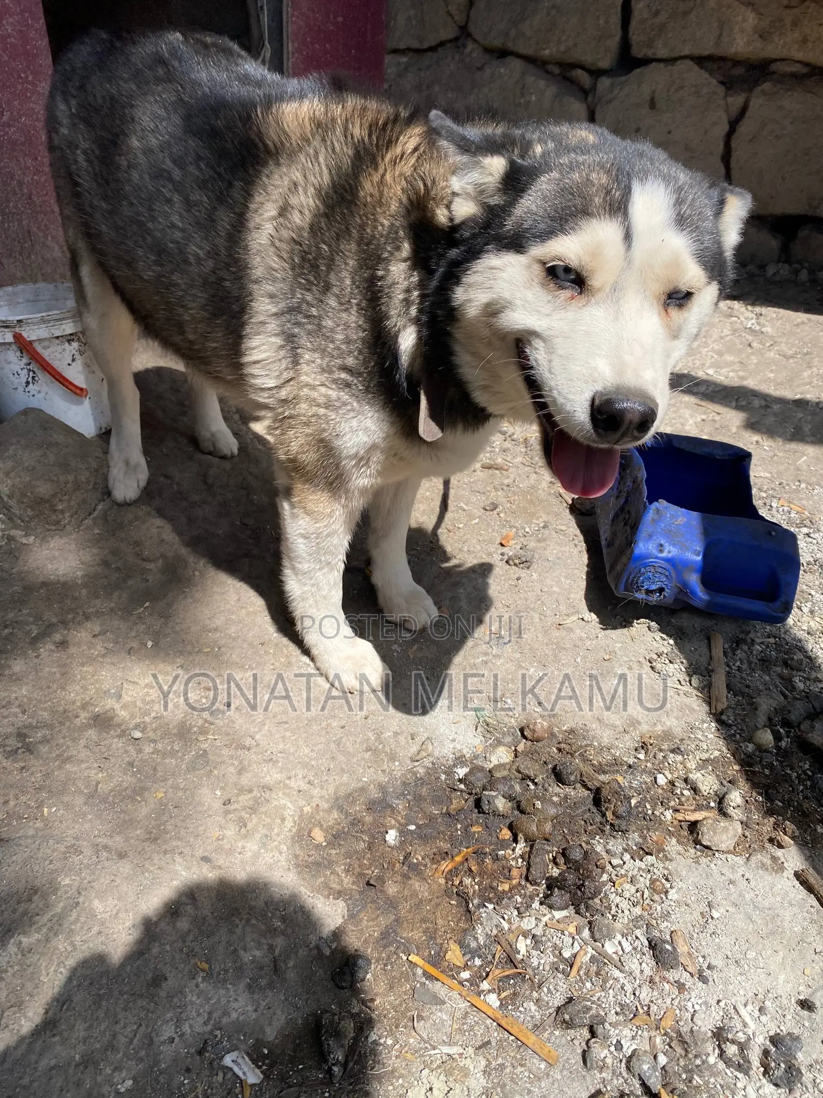 1+ year Female Purebred Siberian Husky