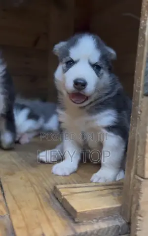 1-3 months Male Purebred Siberian Husky