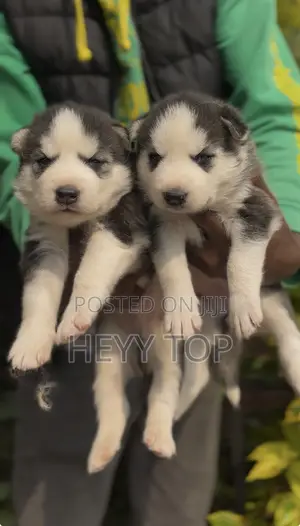 1-3 months Male Purebred Siberian Husky