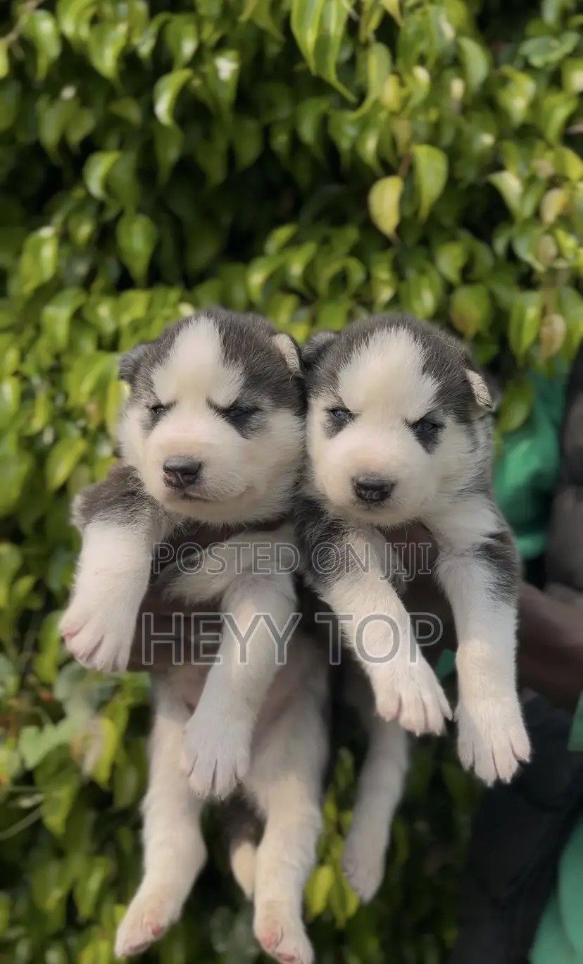 1-3 months Male Purebred Siberian Husky