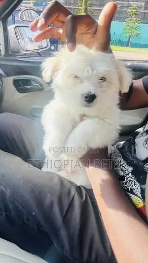 1-3 months Male Purebred Maltese