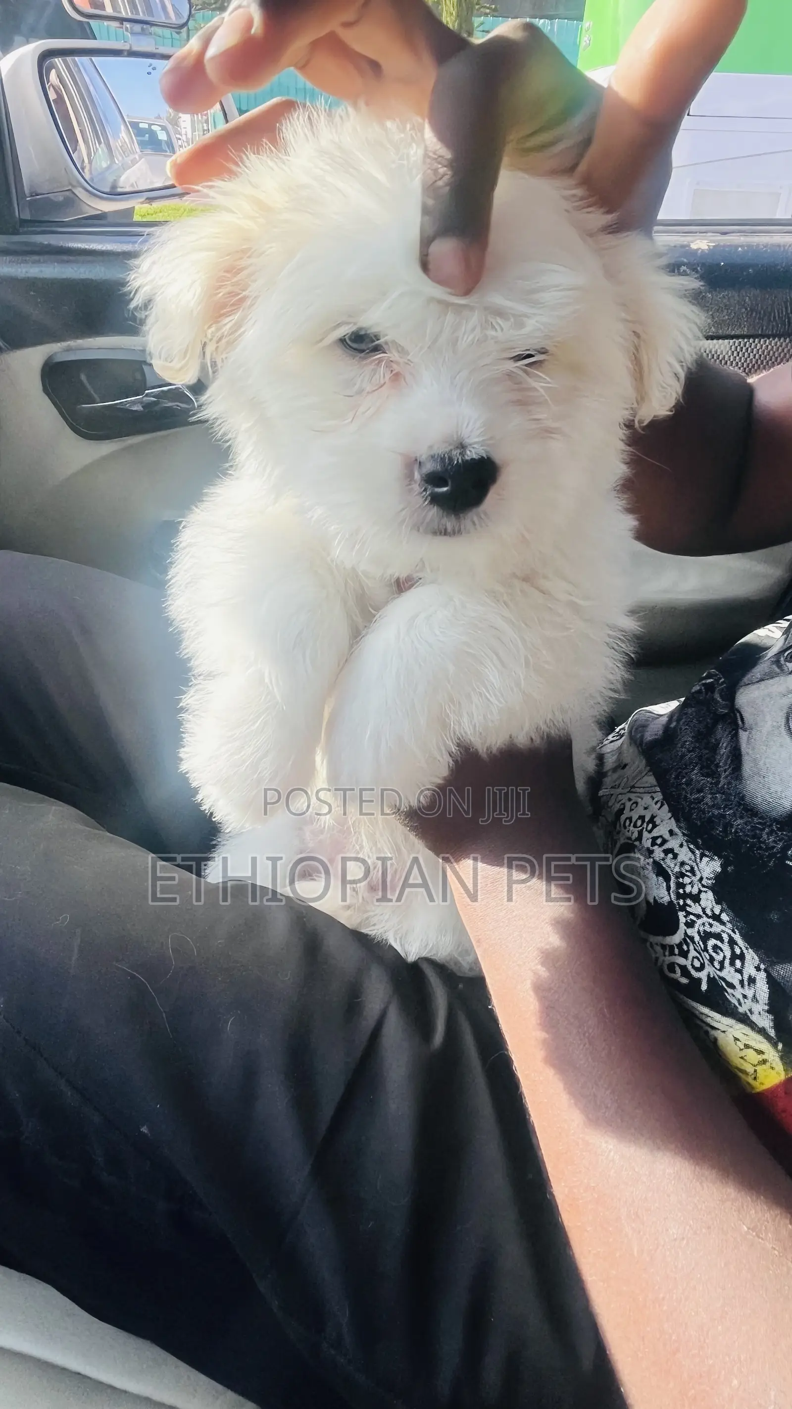 1-3 months Male Purebred Maltese