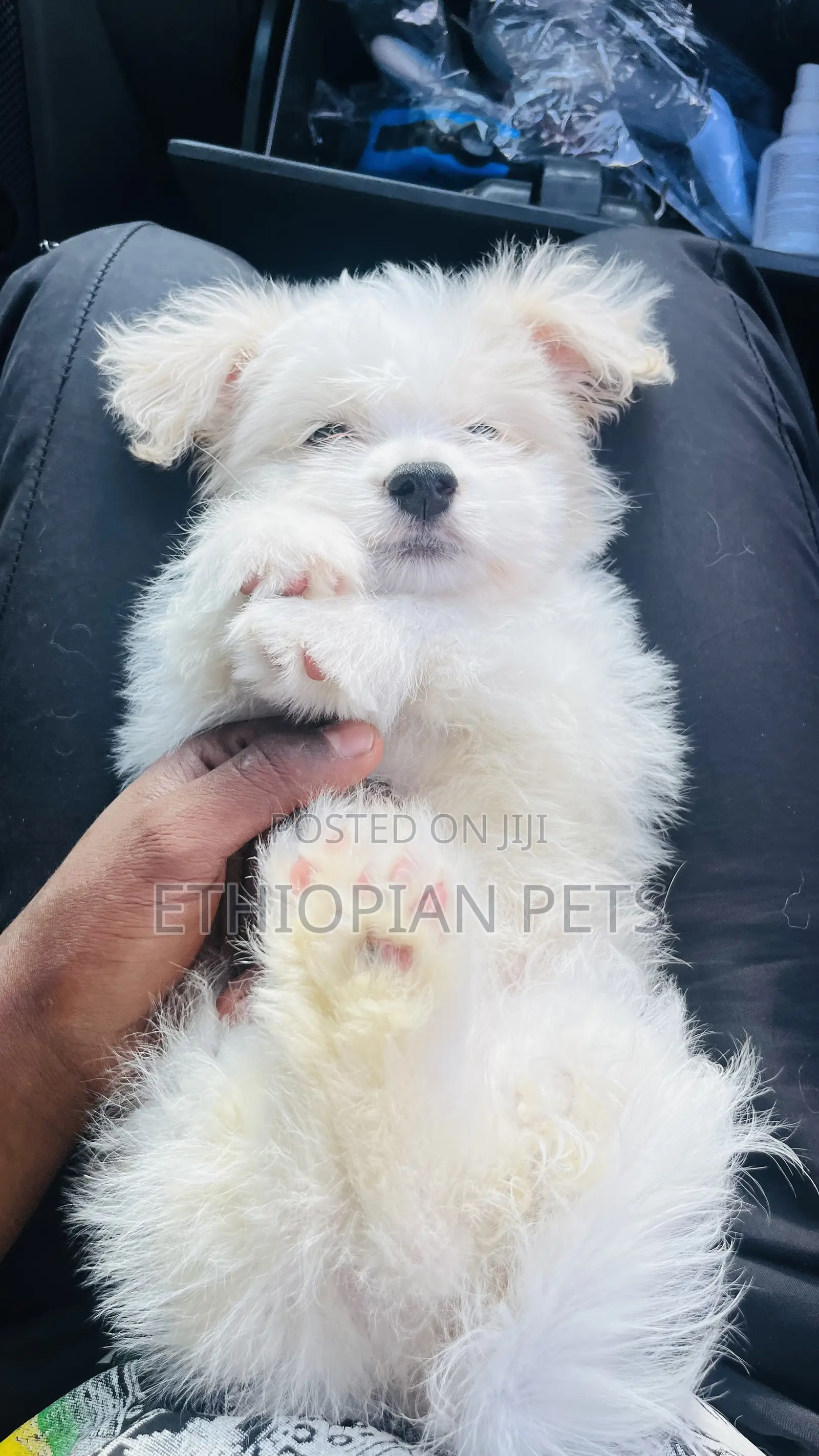 1-3 months Female Purebred Maltese