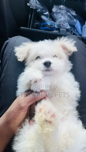 1-3 months Female Purebred Maltese