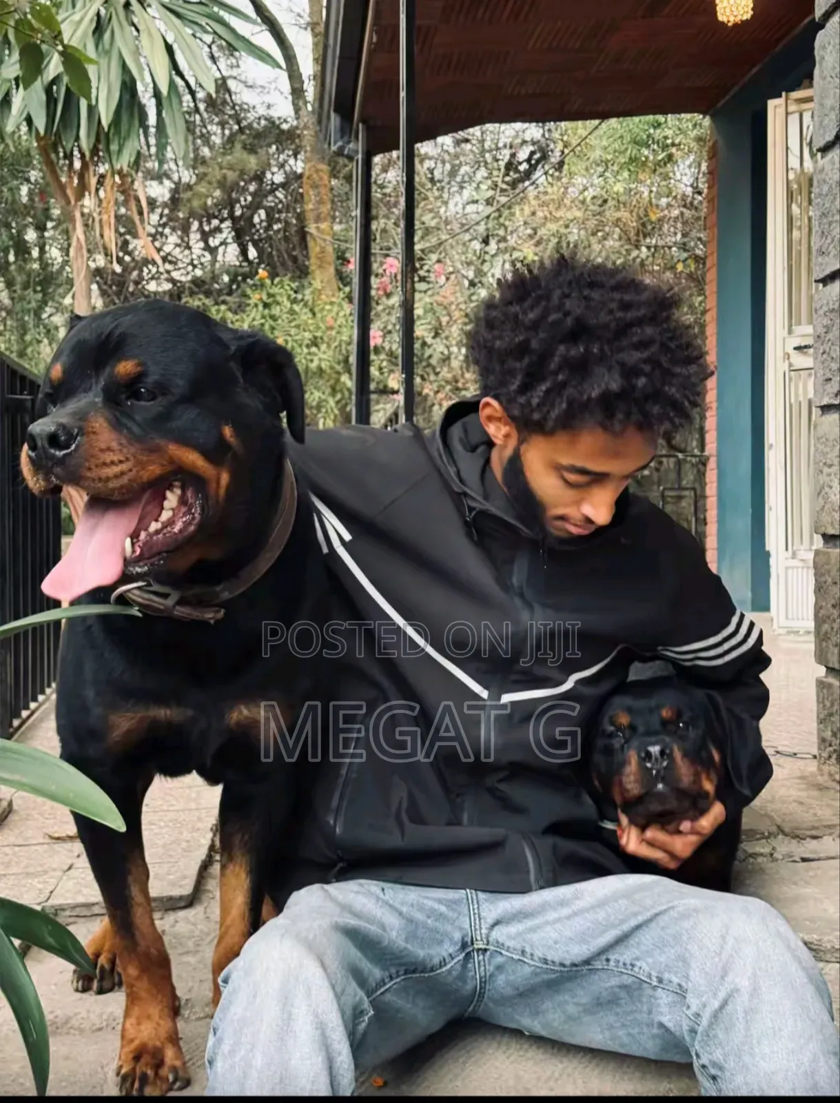 1-3 months Male Purebred Rottweiler