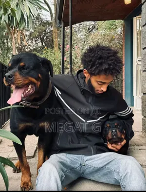1-3 months Male Purebred Rottweiler
