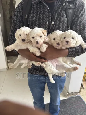 1-3 months Male Purebred Maltese