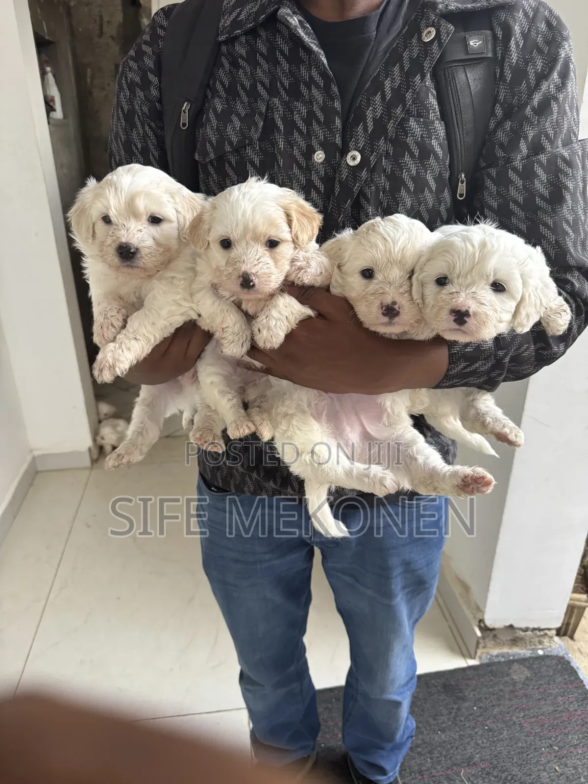 1-3 months Male Purebred Maltese