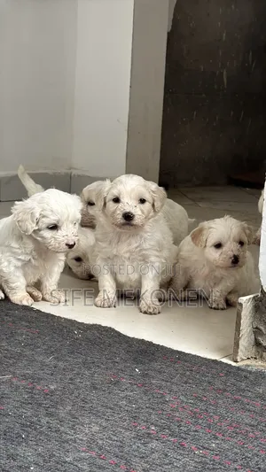 1-3 months Female Purebred Maltese