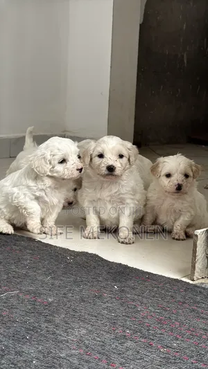 1-3 months Female Purebred Maltese