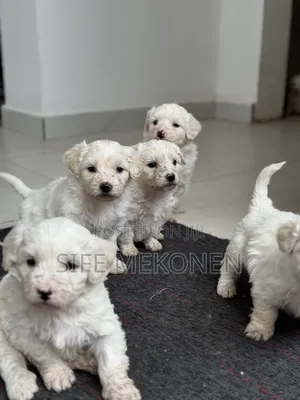 1-3 months Male Purebred Maltese