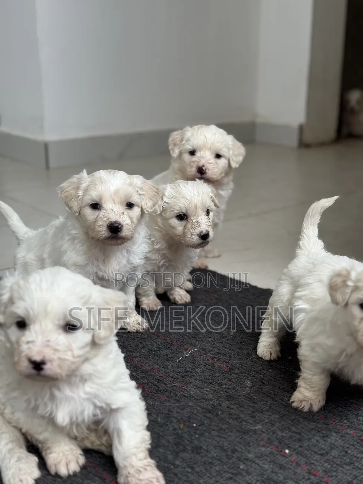 1-3 months Male Purebred Maltese