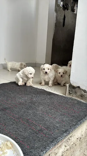 1-3 months Female Purebred Maltese