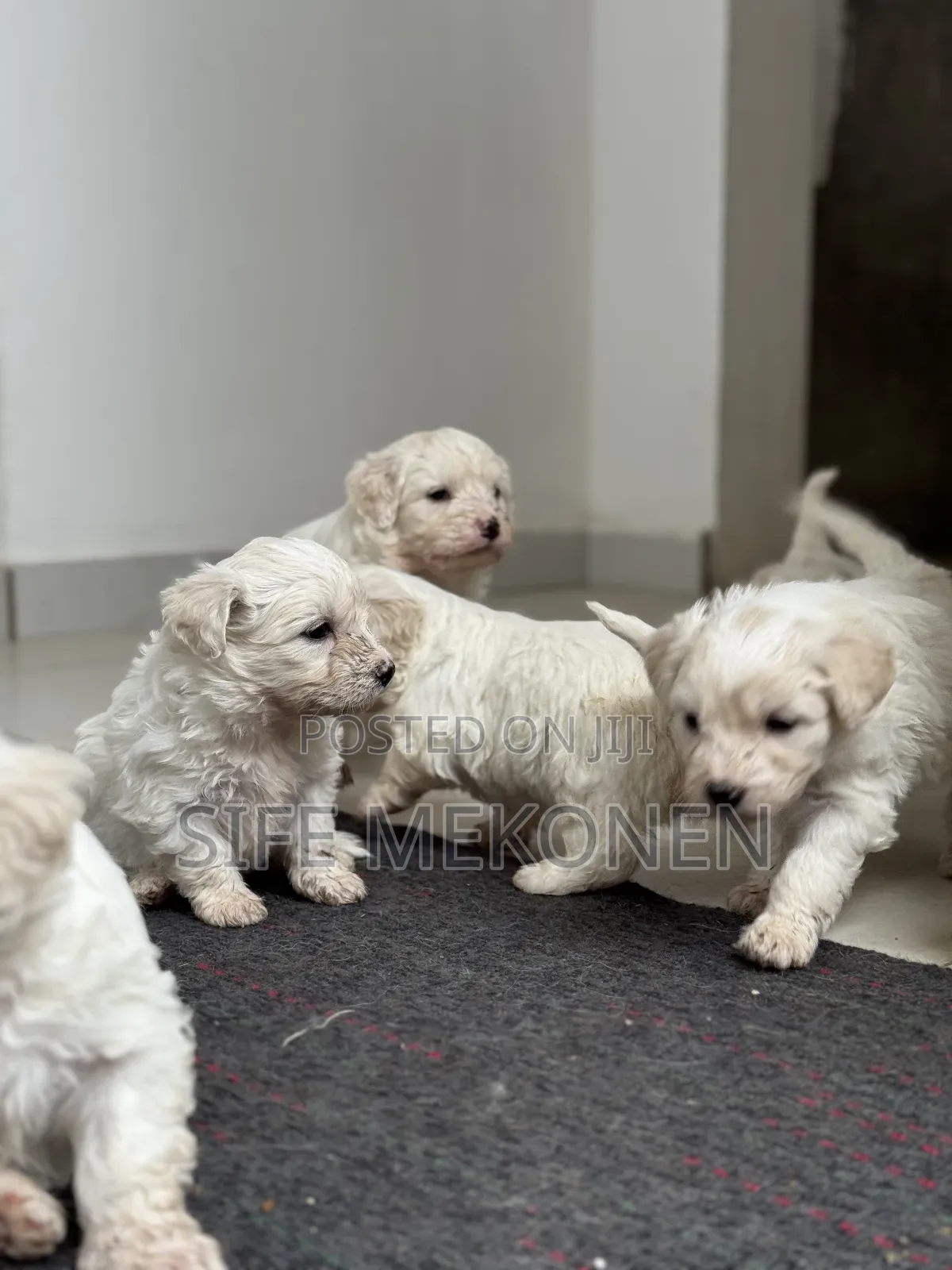 1-3 months Female Purebred Maltese