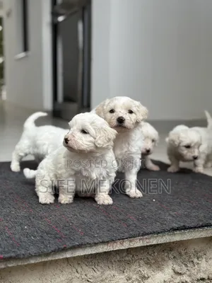 1-3 months Female Purebred Maltese