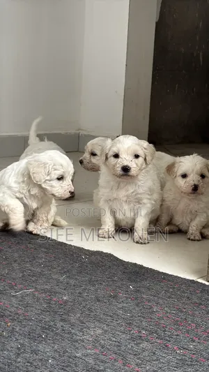 1-3 months Male Purebred Maltese