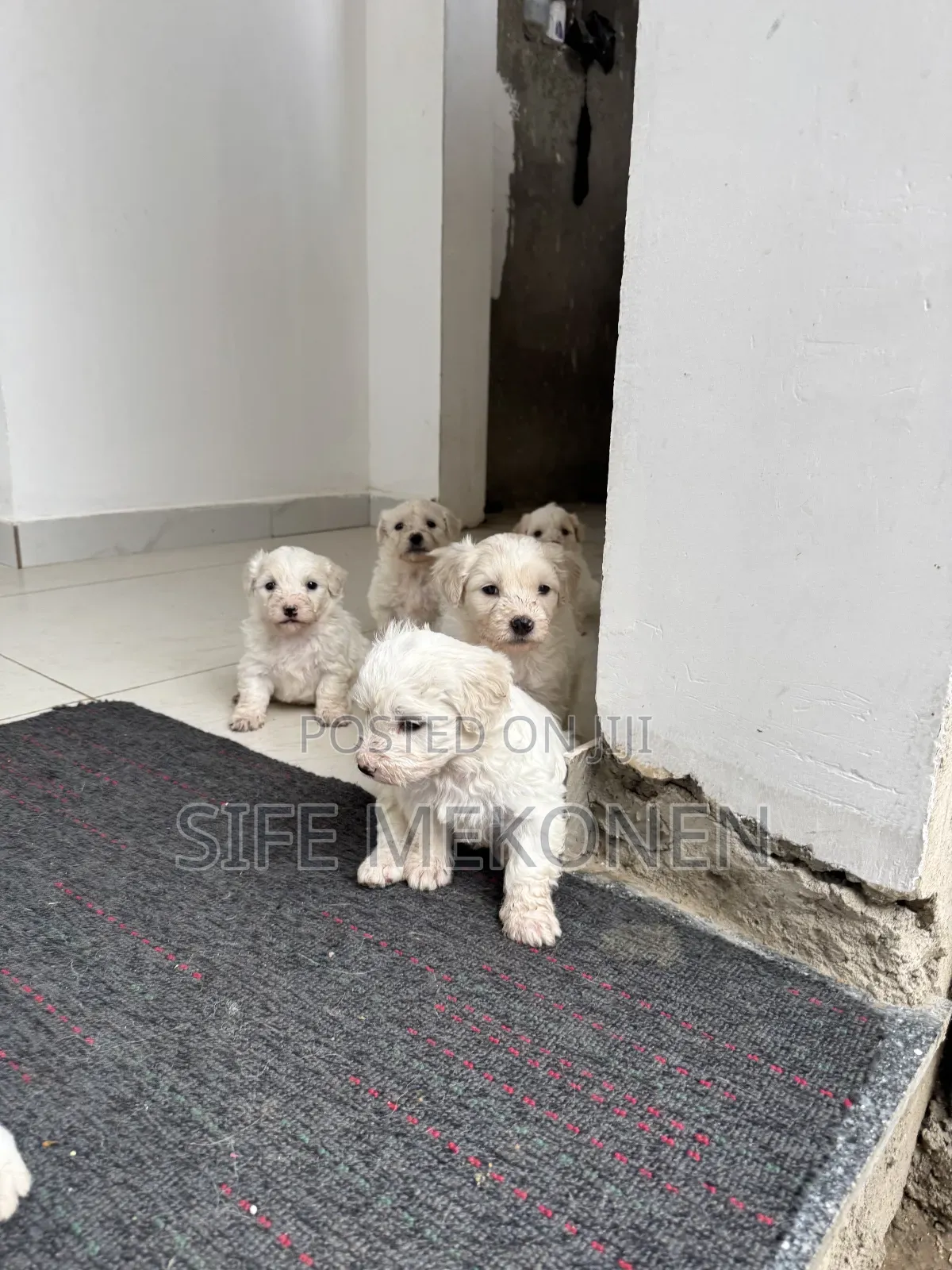 1-3 months Female Purebred Maltese