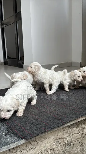 1-3 months Male Purebred Maltese