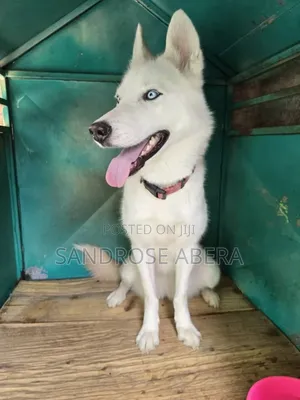 1+ year Female Purebred Siberian Husky
