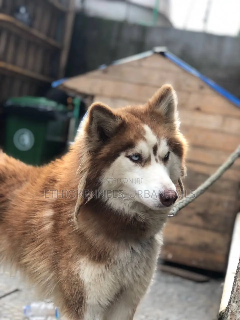 6-12 months Male Purebred Siberian Husky