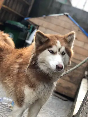 6-12 months Male Purebred Siberian Husky