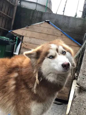 6-12 months Male Purebred Siberian Husky