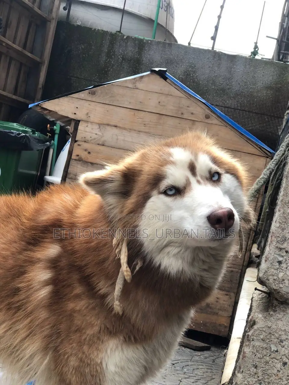 6-12 months Male Purebred Siberian Husky