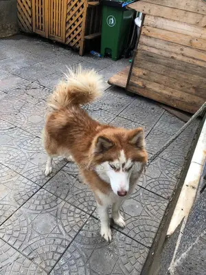 6-12 months Male Purebred Siberian Husky