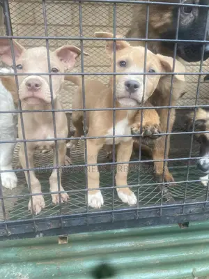 1-3 months Male Purebred American Pit Bull Terrier