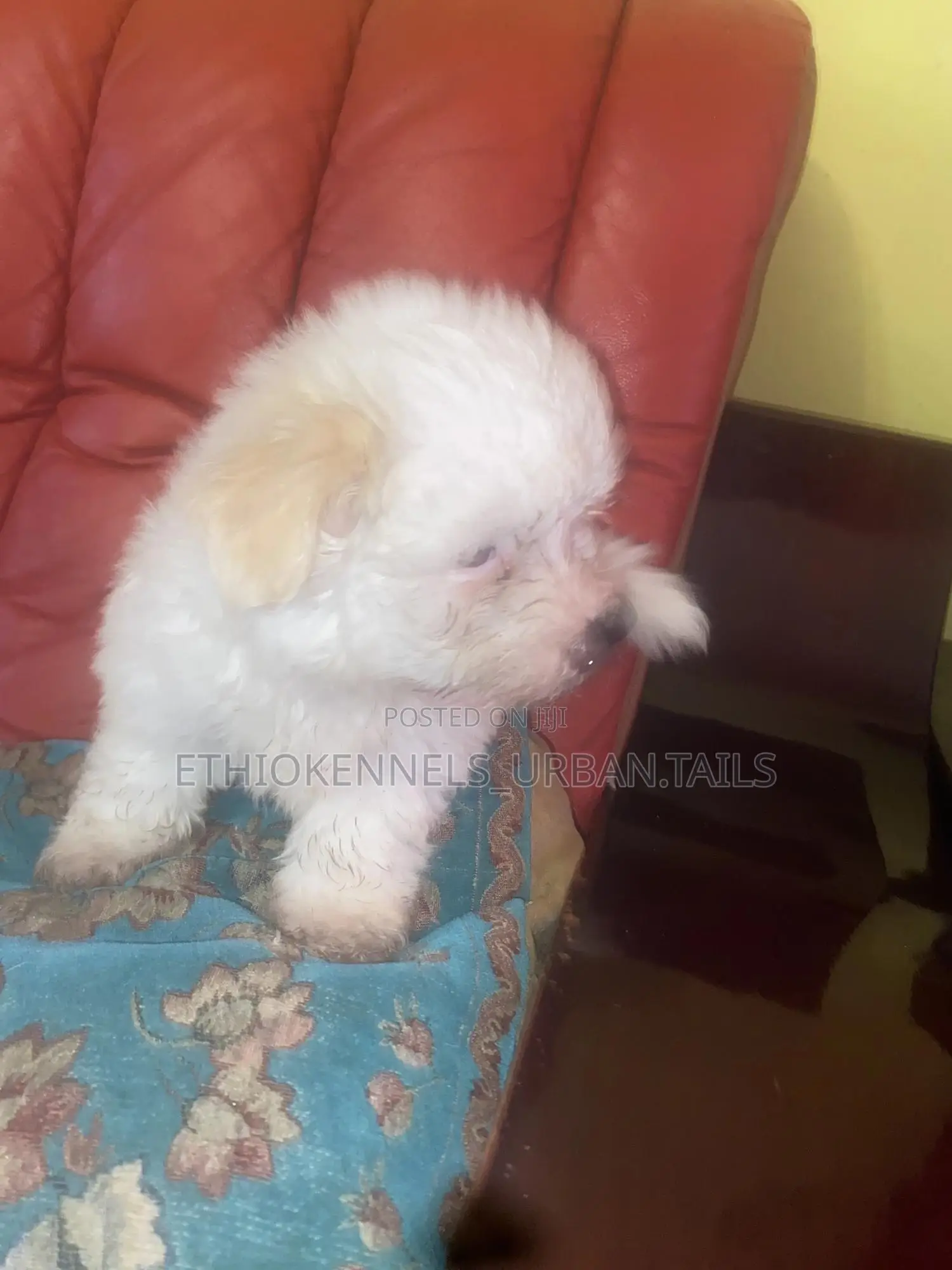 1-3 months Male Purebred Maltese