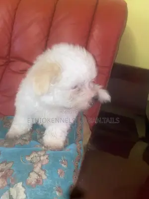 1-3 months Male Purebred Maltese