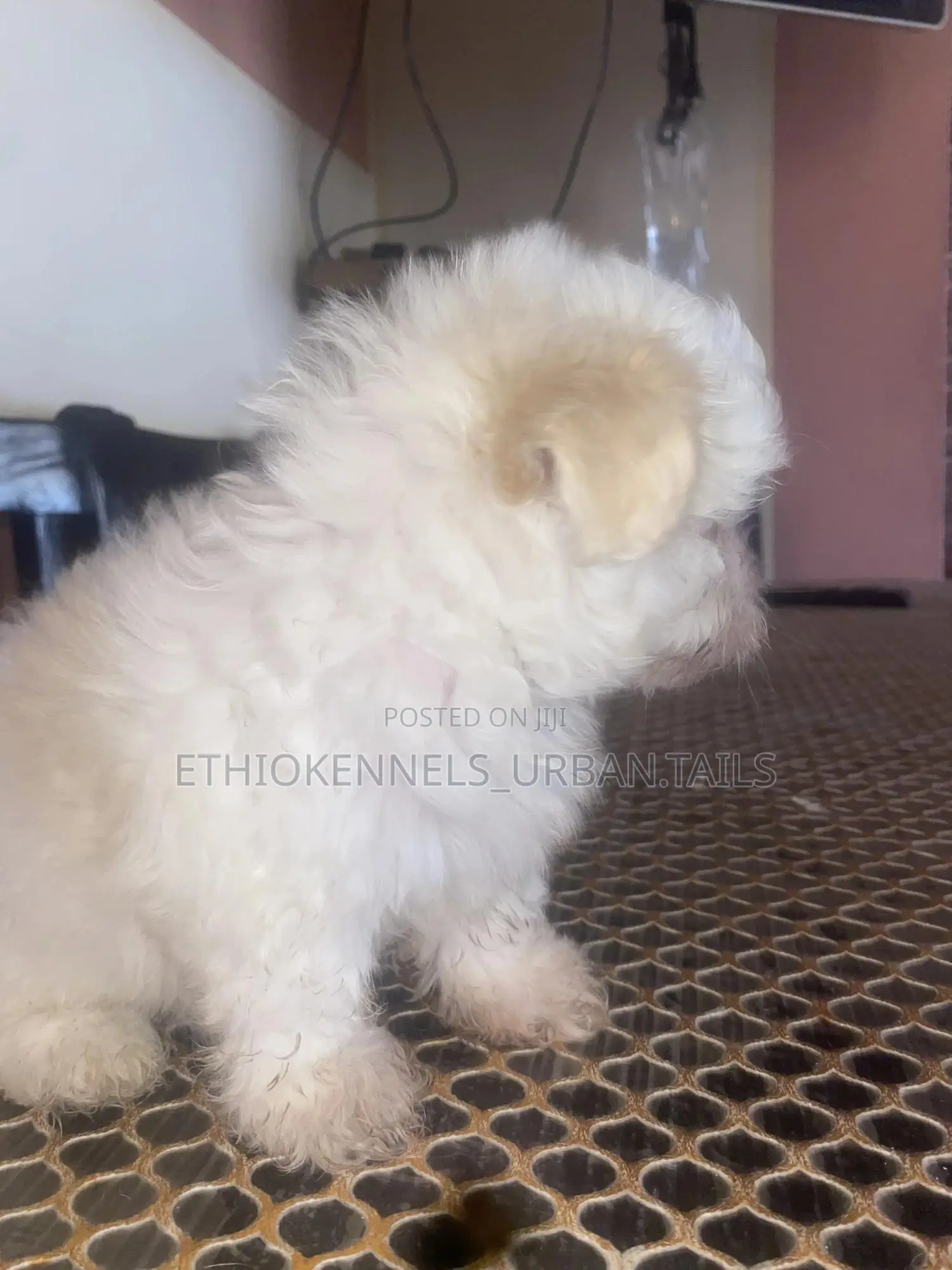 1-3 months Male Purebred Maltese