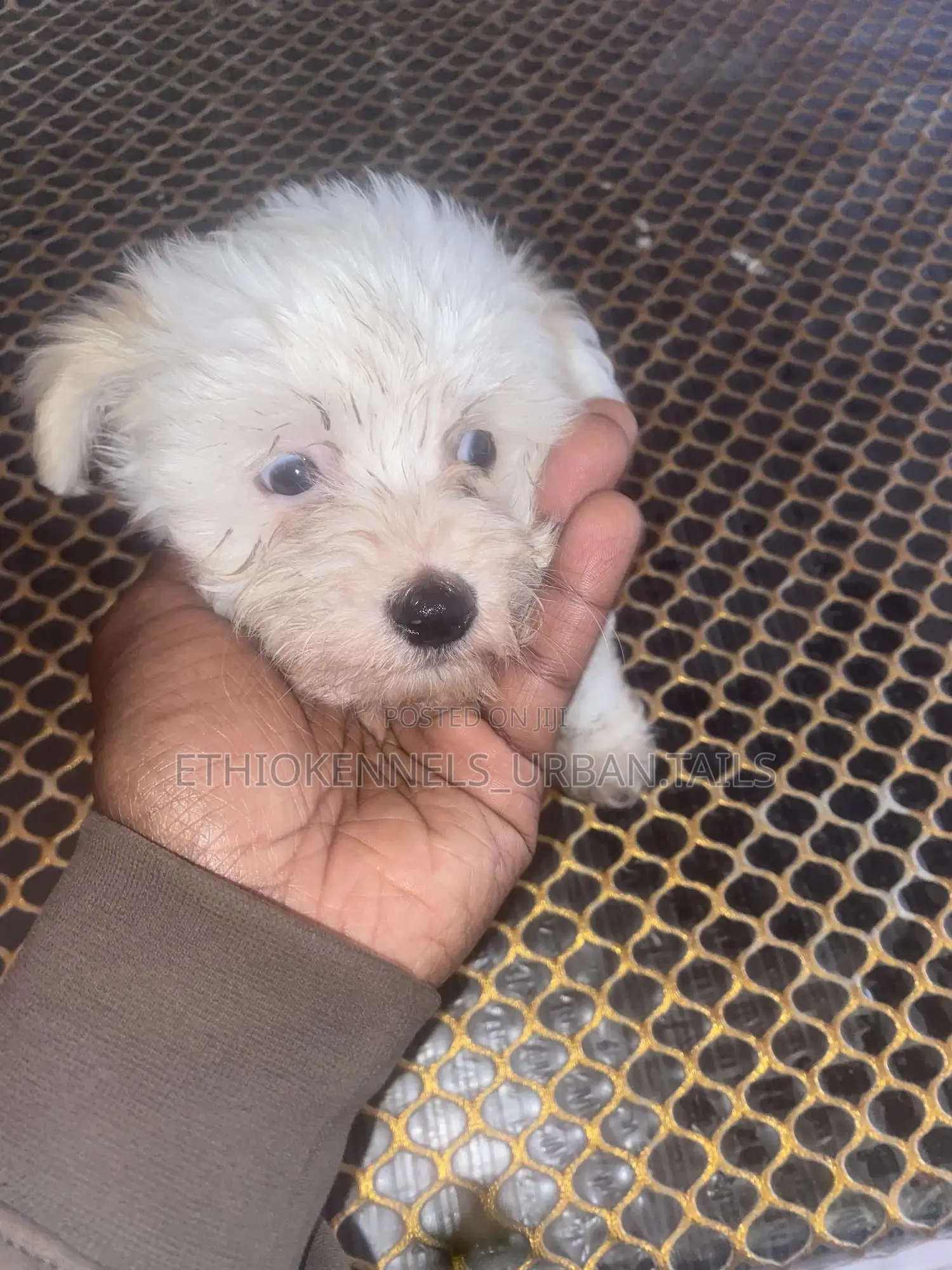 1-3 months Male Purebred Maltese