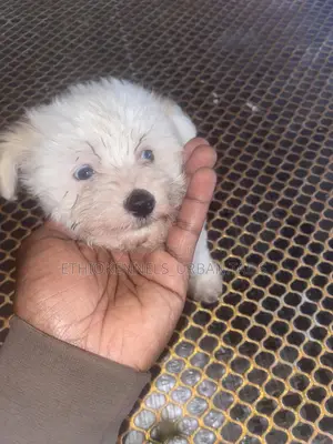 1-3 months Male Purebred Maltese