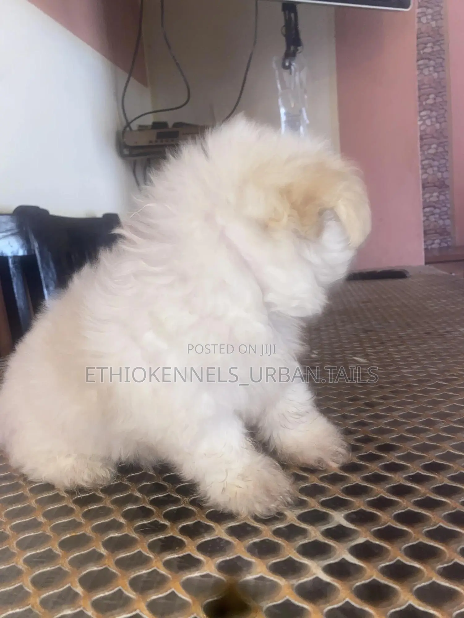 1-3 months Male Purebred Maltese