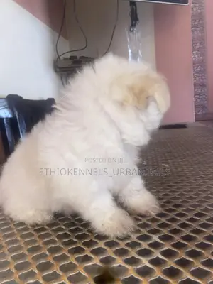 1-3 months Male Purebred Maltese