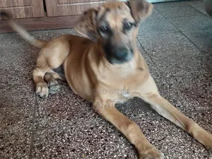 1-3 months Female Purebred Great Dane