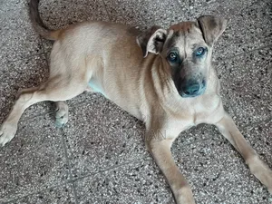 1-3 months Female Purebred Great Dane
