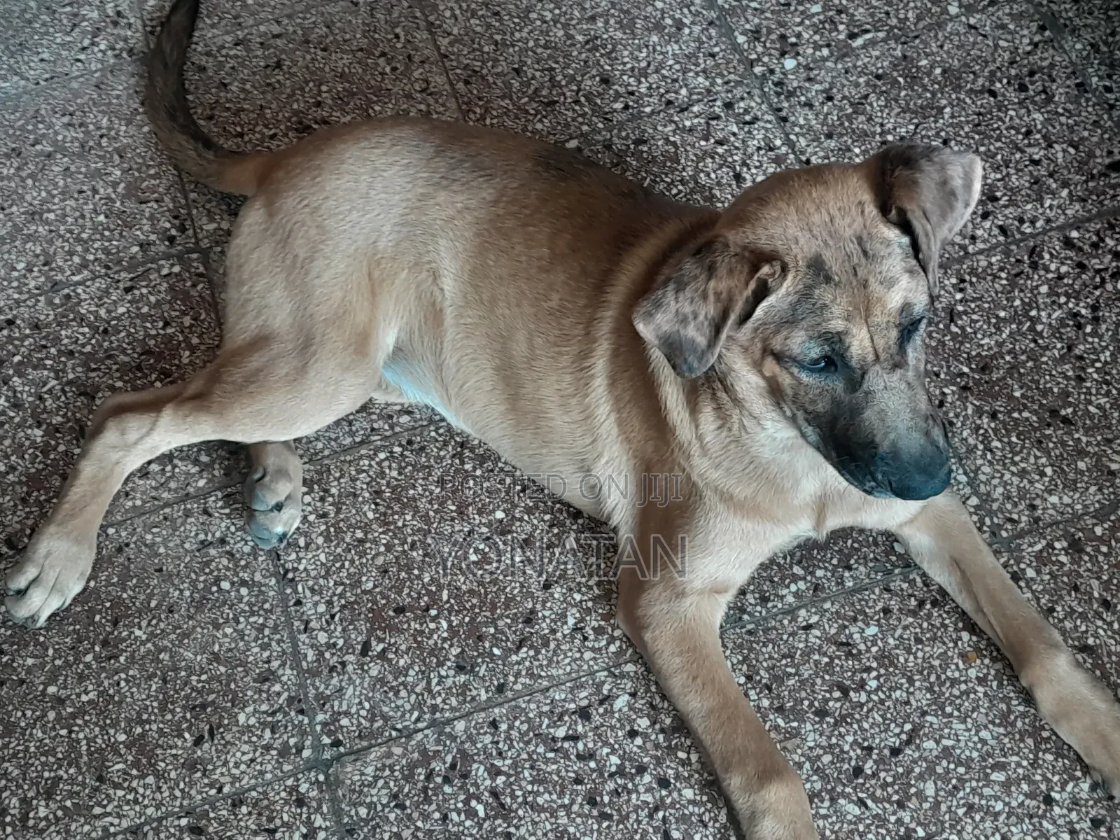 1-3 months Female Purebred Great Dane