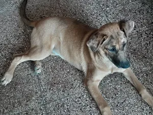 1-3 months Female Purebred Great Dane