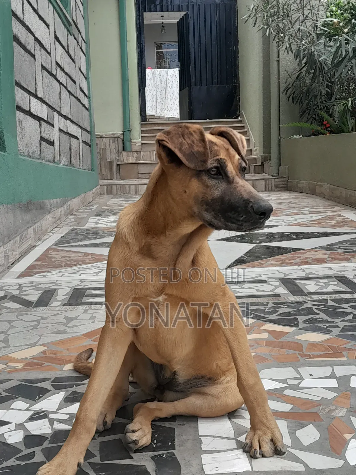 1-3 months Female Purebred Great Dane