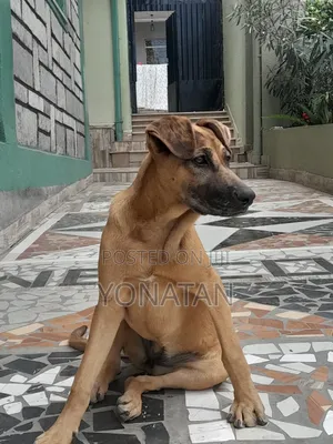 1-3 months Female Purebred Great Dane